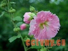 蜀葵栽培注意事项