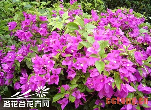 三角梅家庭养护技巧