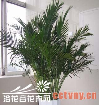 富贵椰子的养殖方法