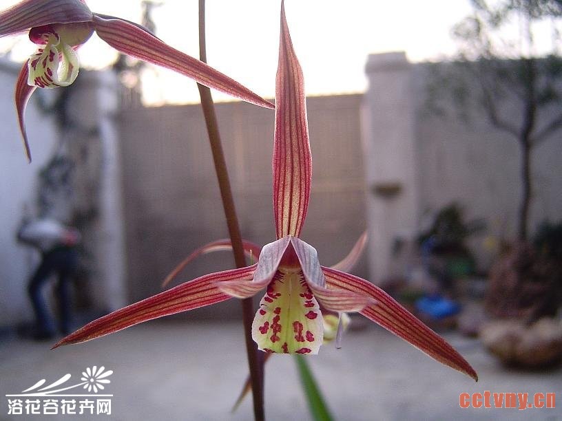 寒兰栽培技术要点