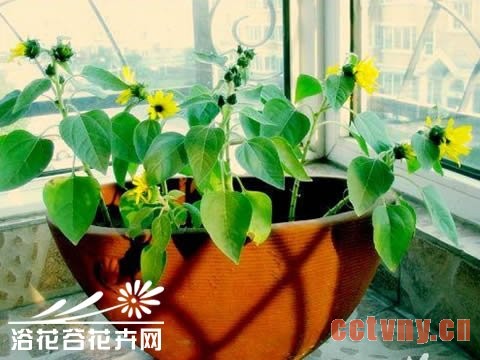 如何盆栽向日葵