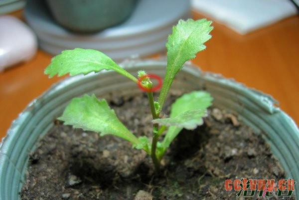 六倍利摘心方法