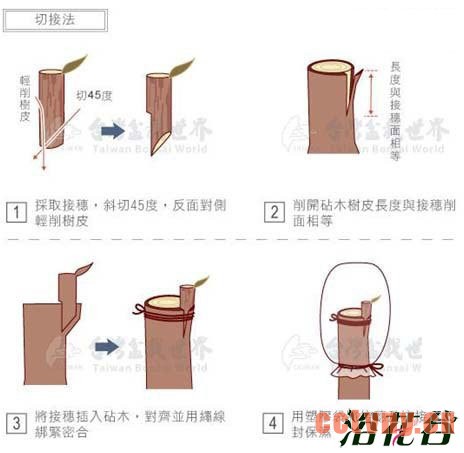 月季嫁接技术常用方法