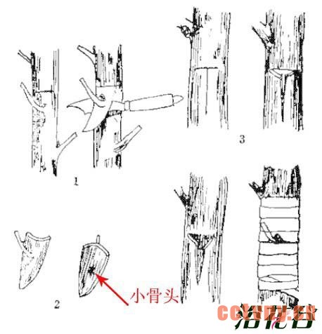 月季嫁接技术常用方法