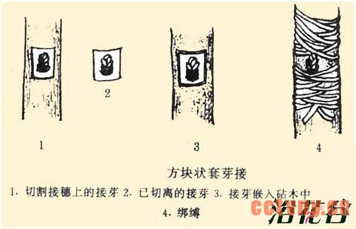 月季嫁接技术常用方法