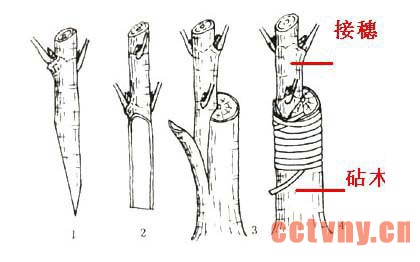 月季嫁接技术常用方法