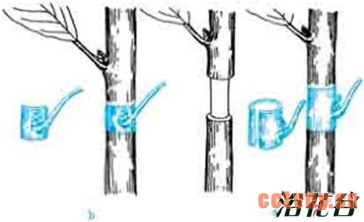 月季嫁接技术常用方法