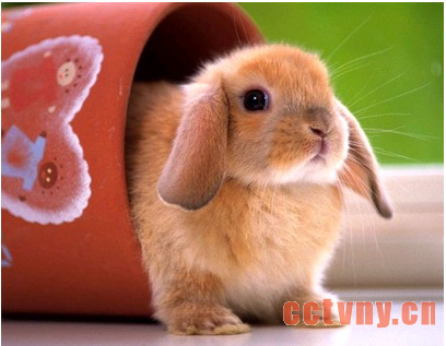 荷兰垂耳兔介绍