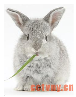 银兔介绍