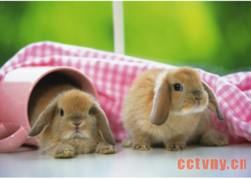 迷你垂耳兔