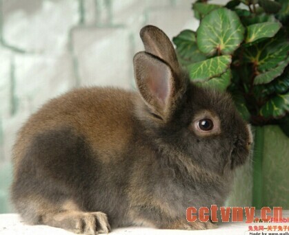 美国黄褐色家兔