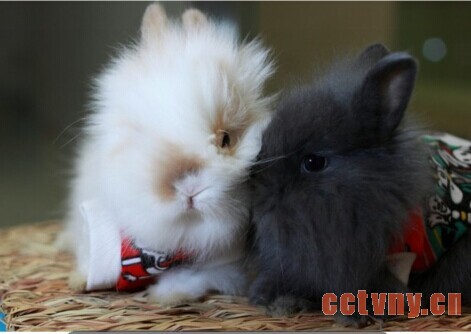 英国安哥拉兔介绍