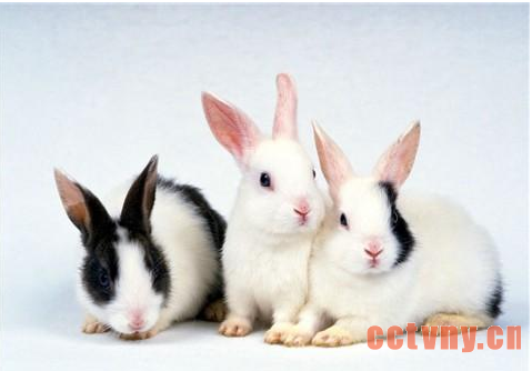 法国安哥拉兔介绍