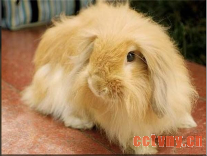 缎毛安哥拉兔介绍