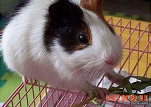 标准金吉拉兔介绍