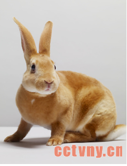 太行山兔介绍