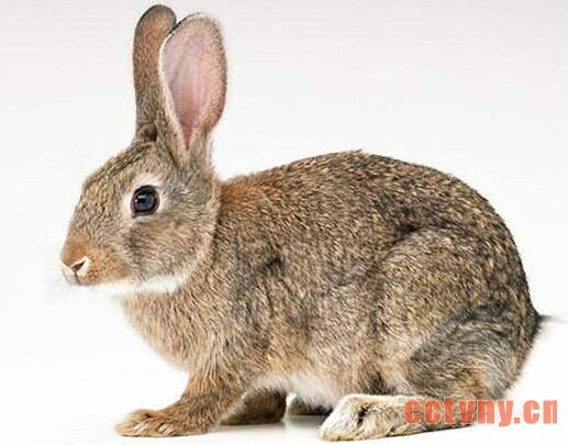 灰栗兔介绍