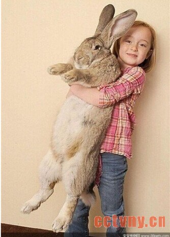 巨型花明兔介绍