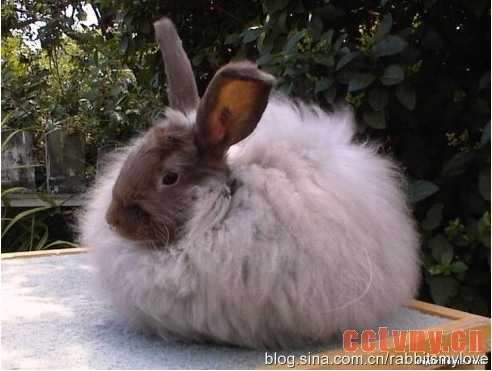巨型安哥拉兔