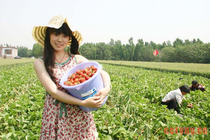 草莓场百人现采现吃，观光农业甜头
