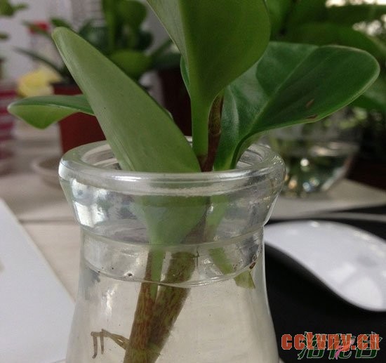 豆瓣绿如何繁殖