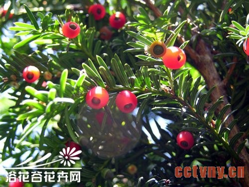 红豆杉养护的五点要素