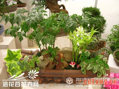 花卉组合盆栽的七个注意事项