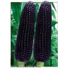 黑玉米种子