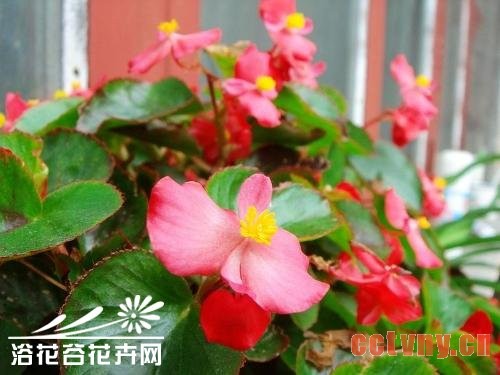 玻璃海棠的养殖方法