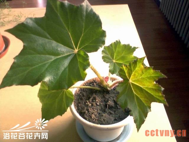 球根海棠的养殖方法