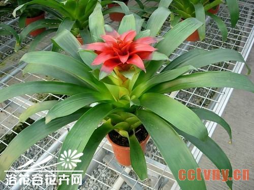 丹尼斯凤梨的四季管理