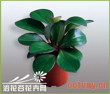 紫边碧玉怎么养