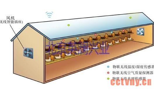 物联网养鸡