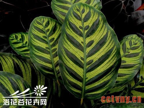 孔雀竹芋叶片萎缩怎么办？