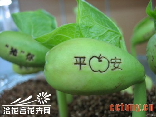 魔豆的种植方法