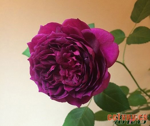 阳台月季(品种推荐)