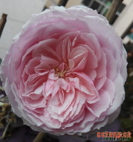 阳台月季(品种推荐)