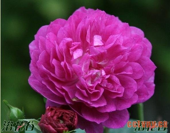 阳台月季(品种推荐)