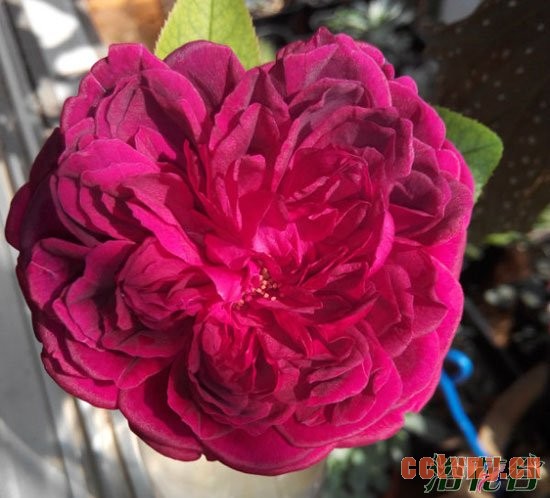 阳台月季(品种推荐)