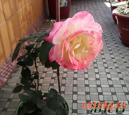 怎样养月季花（给新人参考）