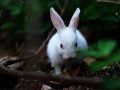 兔兔魏氏梭菌病的症状及防治