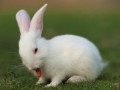 关于兔兔就医的经验与建议