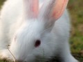 正确饲养用具可减少兔生病