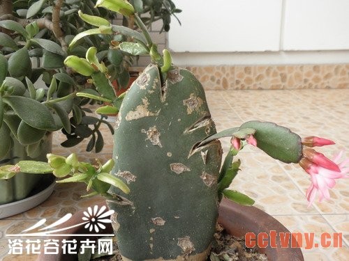 如何让嫁接的蟹爪兰当年开花