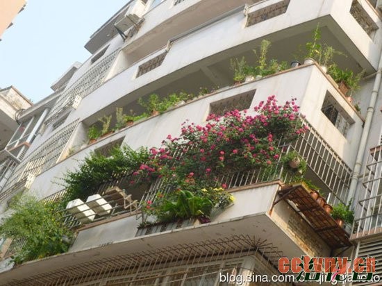 阳台种藤本月季