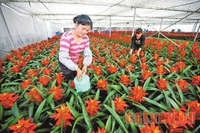 熊波:花卉棚里花盛开