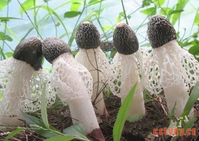 竹荪制种“大亨”顾怀仁：小瓶子装出大财富