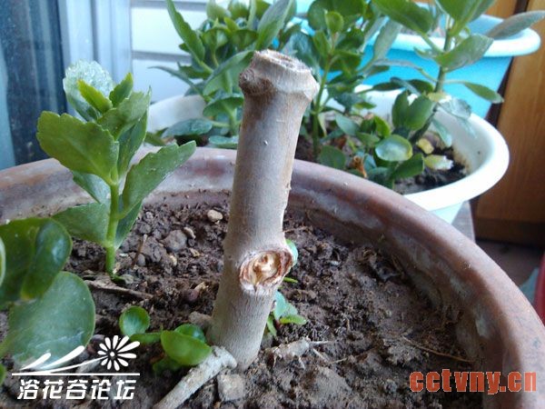 长寿花是草本还是木本