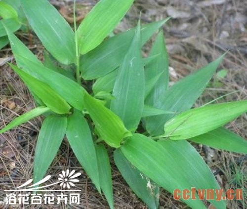 淡竹叶的栽培方法