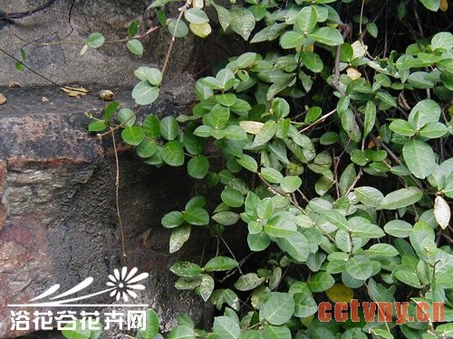 络石(石龙藤)的养殖方法